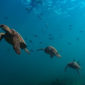Private Snorkel Tour