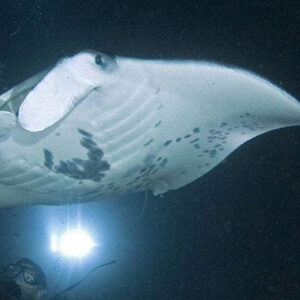 Majestic Manta Rays Snorkel/ 1-Tank Scuba Dive Adventure