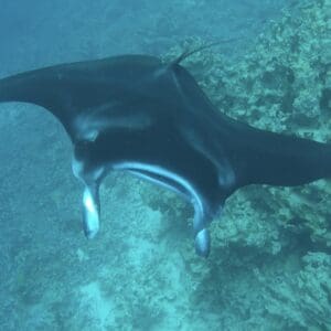 Manta Discovery Adventure