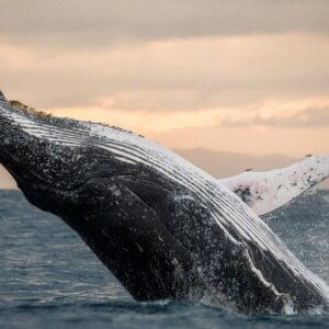 Humpback Whale Watching Adventure