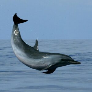 Land and Sea Combo - Waterfalls Tour