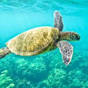 Private Oahu Ultimate Circle Island Tour Up To 33 Passengers