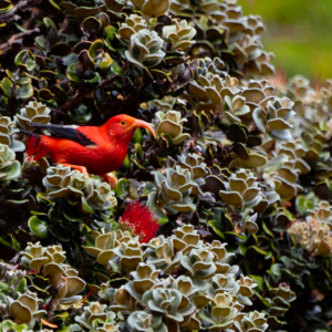 Maui Birding Group Tour