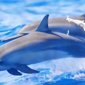 Snorkel & Dolphin Adventure from Keauhou Bay