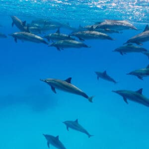 Guided Snorkeling Tour