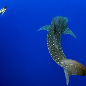 Deep Ocean Wildlife Safari