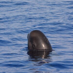 Pelagic Wildlife Excursion