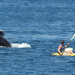 Group Kayak Whale Watch