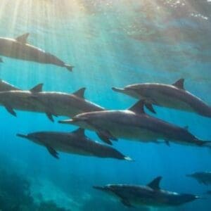 Dolphin Snorkel Excursion (Iruka)