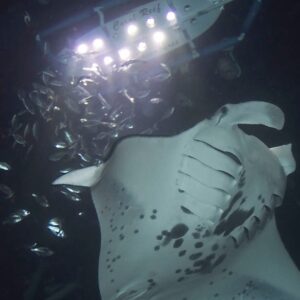 Sunset Manta Ray Snorkel