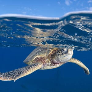2 Tank Maui Turtle/Shark Dive for Scuba + Snorkelers by Boat
