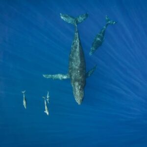 Whale and Marine Life Tour