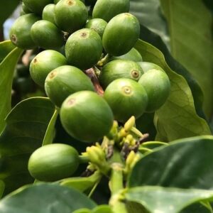 Kona Coffee Tour