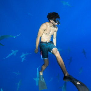 Shark Dive (Snorkel with Sharks)