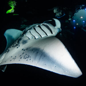 Private Manta Ray Snorkeling Tour