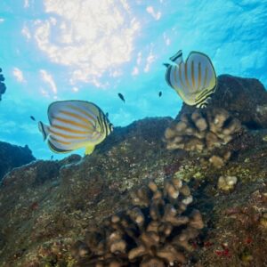 Koloa Landing Snorkel Tour