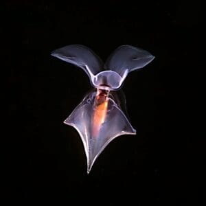 1-Tank Pelagic Black Water Night Dive