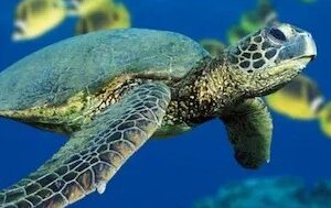 1 Tank Boat Dive - Sea Turtles & Tropical Reef