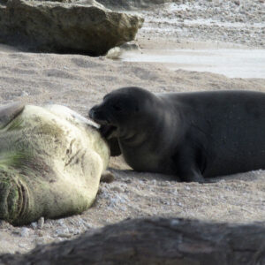 Virtual Online Class of Hawaiian Monk Seal