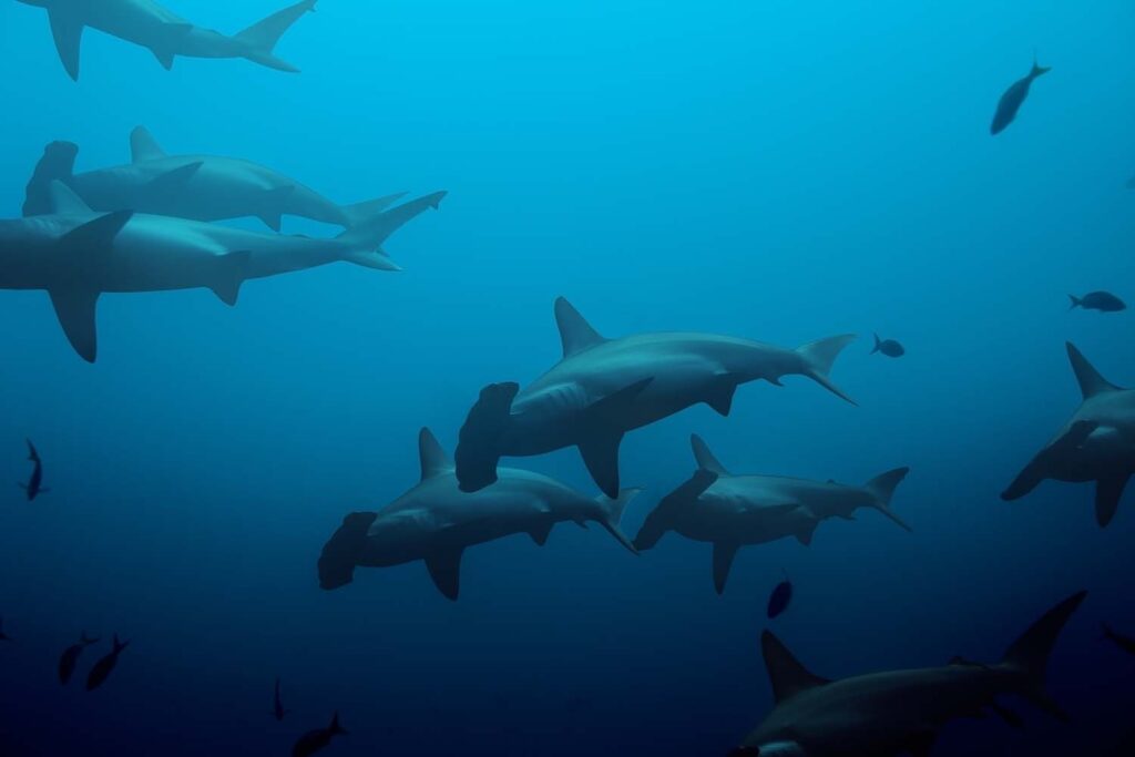 Large school of hammerhead sharks in the blue