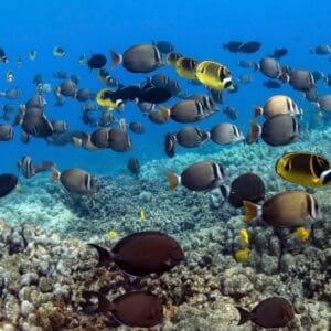 Kealakekua (Captain Cook Monument)