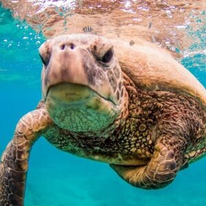 Afternoon Turtle Safari