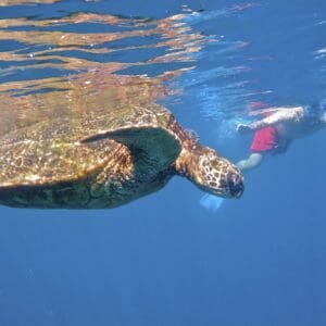 Kayak Snorkel Ocean Safari!