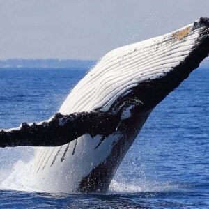 Whale Watching Cruise