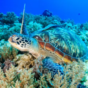Waikiki Turtle Snorkel Tour