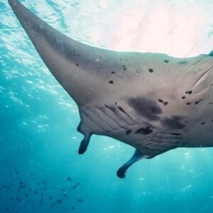 Manta Ray Night Snorkel