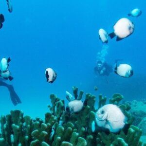 Koloa Landing Twilight 2-Tank Shore Dive