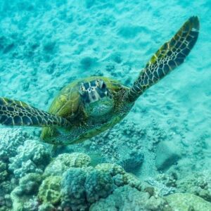 Koloa Landing Night 1-Tank Shore Dive