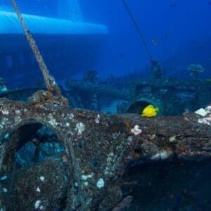 2 Tank Carthaginian Shipwreck and Turtle/Shark Dive by Boat