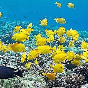 Kealakekua Bay (Captain Cook Monument) Snorkel