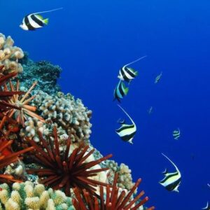 Introductory Shore Scuba Dive