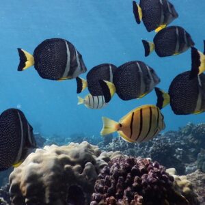 Afternoon West Maui Snorkel