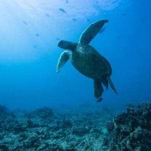 Go City Snorkel Tour