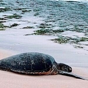 Private, Large Group Circle Island Tour (up to 25 guests)