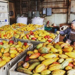 Northshore Food & Waterfall Tour