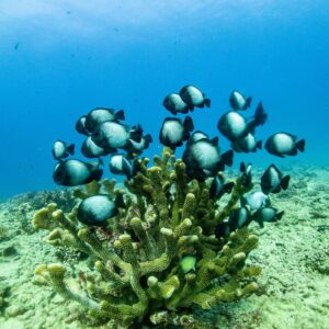 1-Tank Discover SCUBA - Koloa Landing