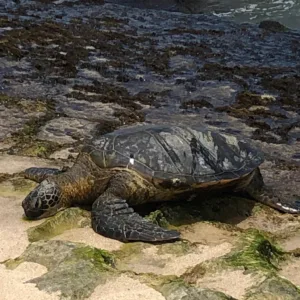 Hikers trekking the Diamond Head trail near Waikiki Beach