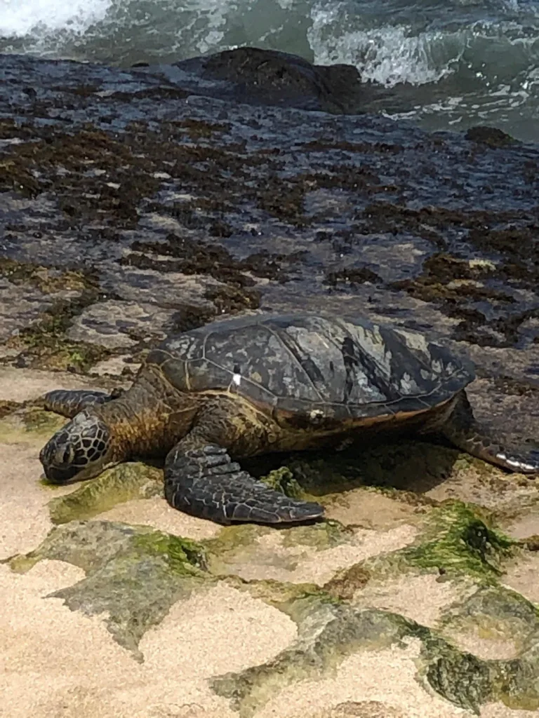 Hikers trekking the Diamond Head trail near Waikiki Beach
