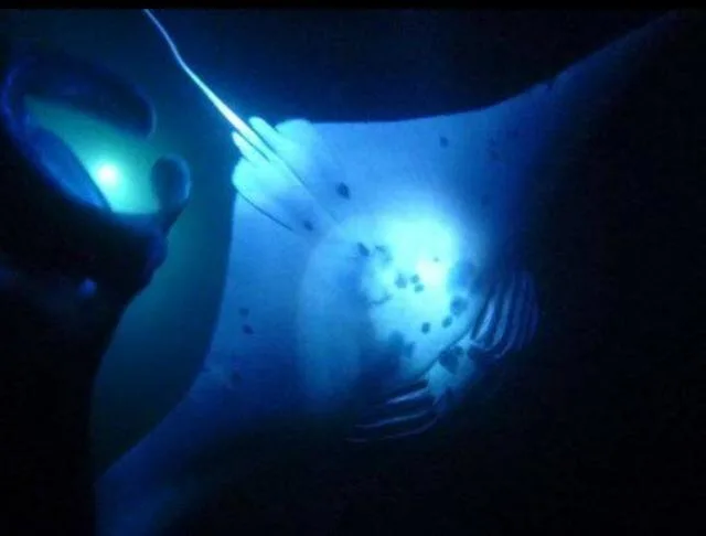 Night snorkelers observing manta rays in Kona waters