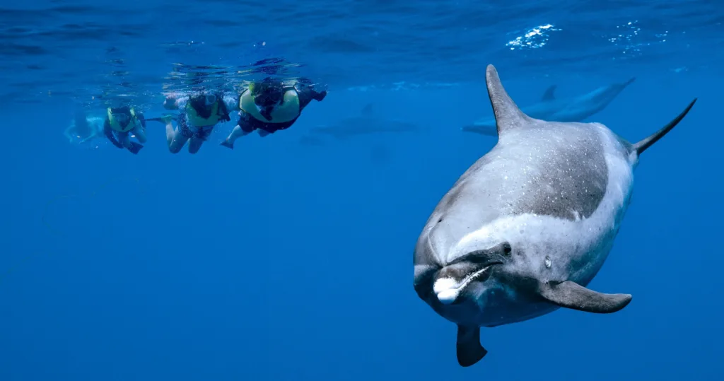 Catamaran sailing near dolphins swimming alongside the boat