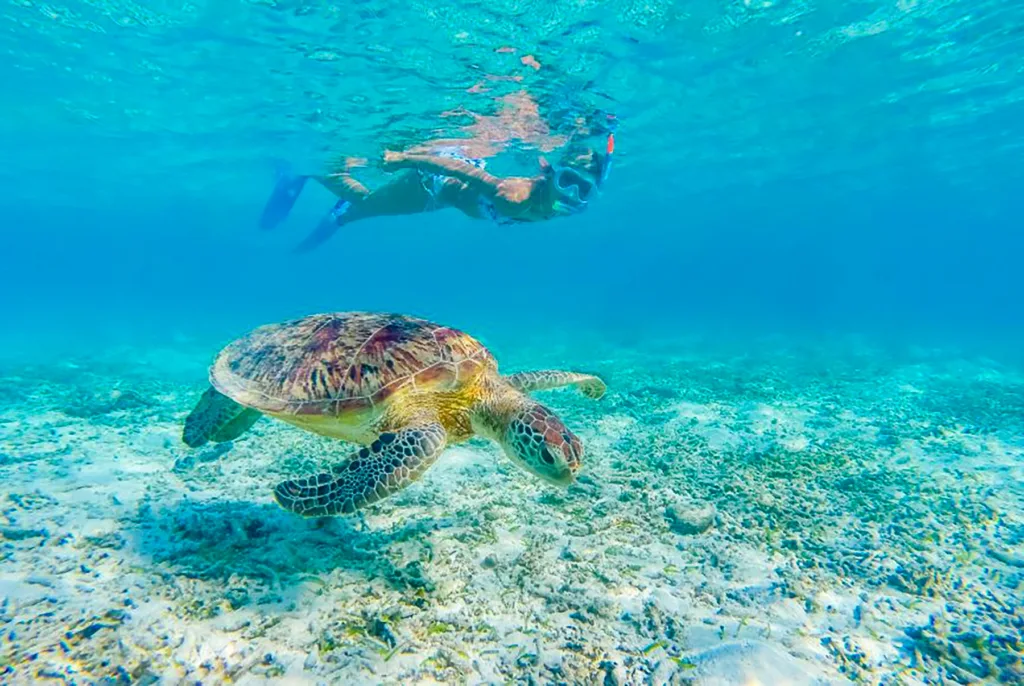 Snorkel alongside sea turtles in clear Waikiki waters