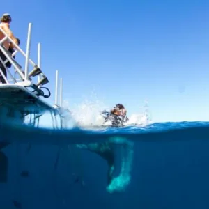 Experienced divers exploring underwater marine life