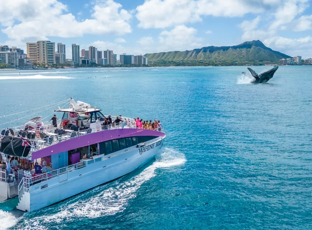 Whale watching tour in Waikiki waters