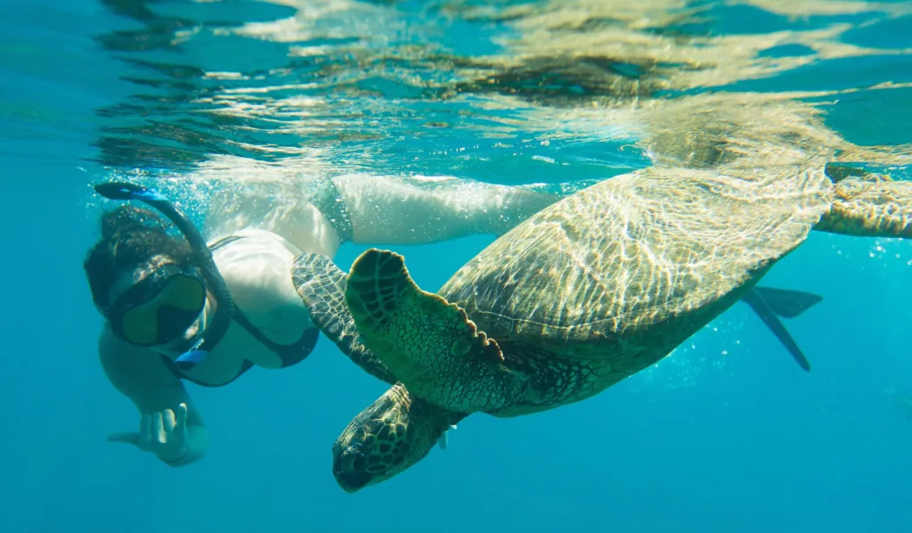 Snorkelers exploring vibrant coral reefs in Oahu waters