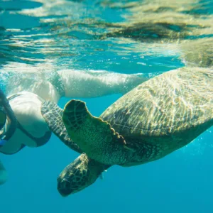 Snorkelers exploring vibrant coral reefs in Oahu waters