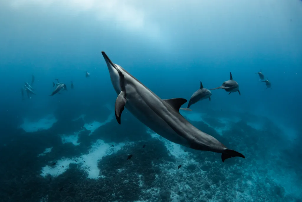 Two divers exploring vibrant coral reefs in Kona
